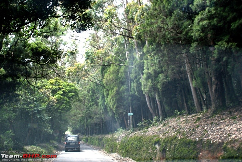 An incredible road trip to Velankanni, Kodaikanal and Ooty-b-way-through-woods-doddabetta.jpg