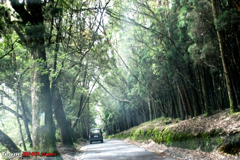 An incredible road trip to Velankanni, Kodaikanal and Ooty-c-way-through-woods-doddabetta.jpg