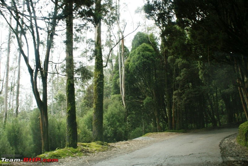 An incredible road trip to Velankanni, Kodaikanal and Ooty-d-way-through-woods-doddabetta.jpg