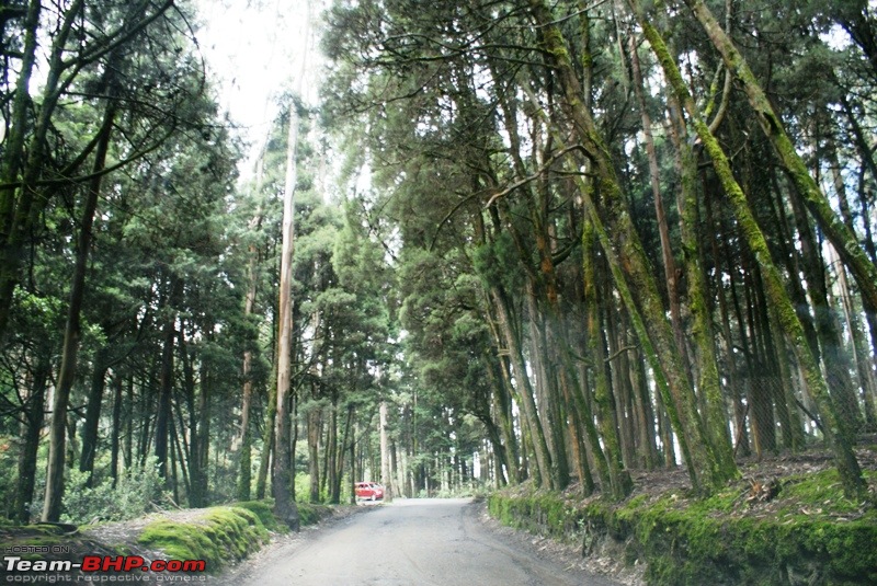 An incredible road trip to Velankanni, Kodaikanal and Ooty-e-way-through-woods-doddabetta.jpg
