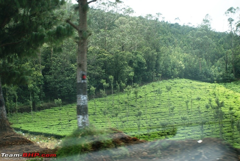 An incredible road trip to Velankanni, Kodaikanal and Ooty-f-highway-kotagiri_tea-plantations.jpg