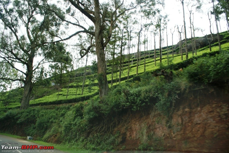 An incredible road trip to Velankanni, Kodaikanal and Ooty-n-highway-kotagiri_-tea-plantation.jpg
