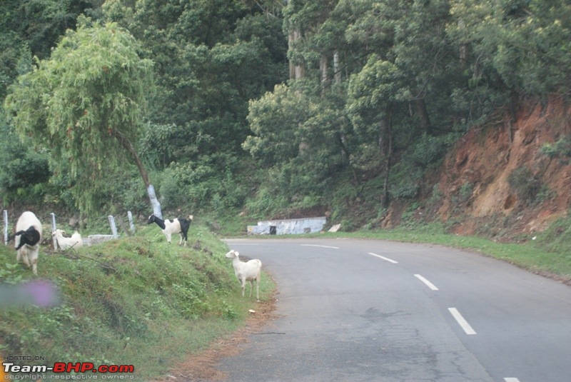 An incredible road trip to Velankanni, Kodaikanal and Ooty-p-highway-kotagiri.jpg