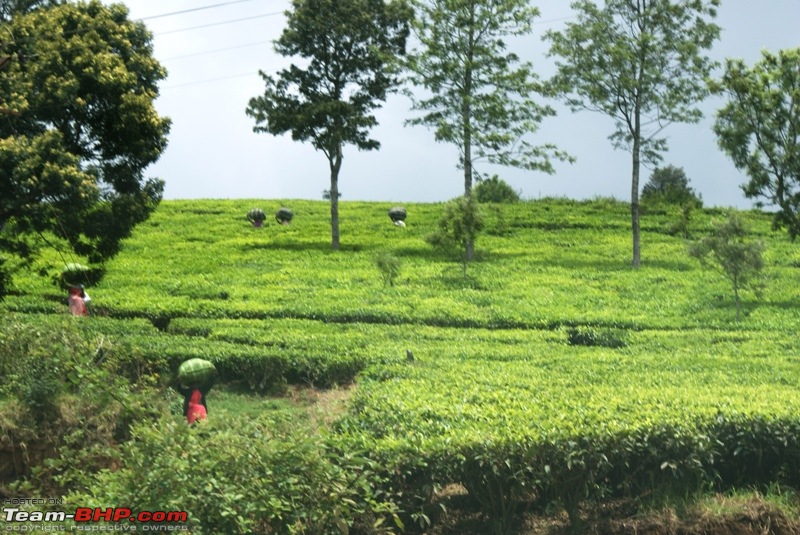 An incredible road trip to Velankanni, Kodaikanal and Ooty-f-highway-kotagiri_tea-plantation.jpg