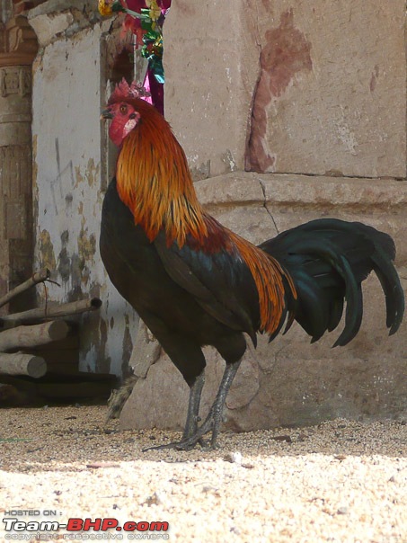 Kutch Kutch Hota Hai - Into Heart Of The Little Rann-rooster1.jpg