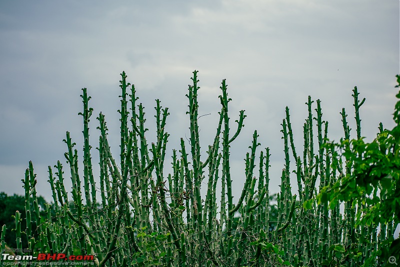 The Wild and Green Side of Hampi-dsc_5547.jpg