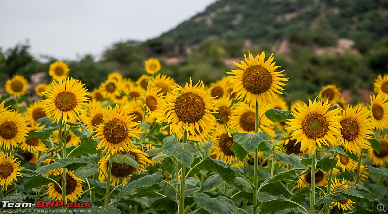 The Wild and Green Side of Hampi-dsc_5568.jpg