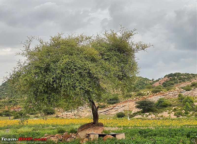 The Wild and Green Side of Hampi-tree.jpeg