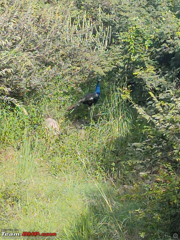 The Wild and Green Side of Hampi-img20210912082708.jpg