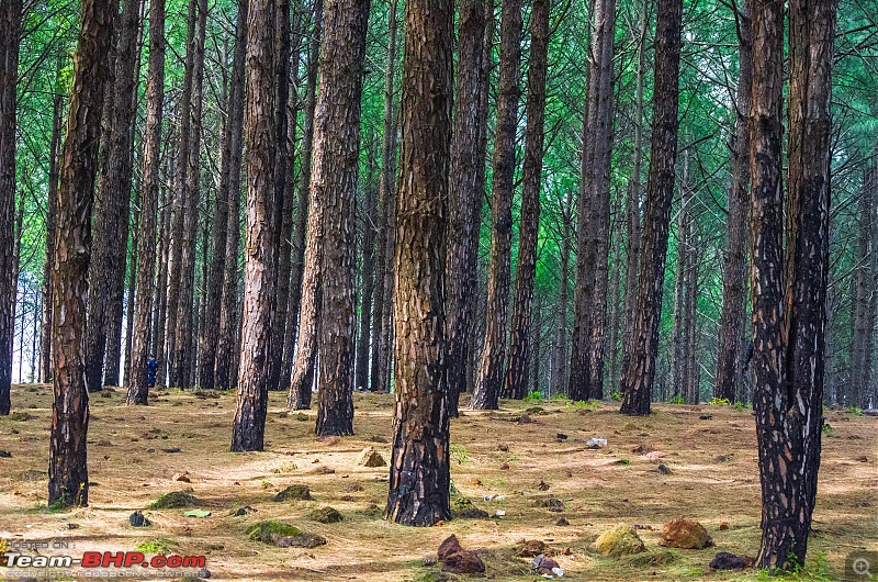 A Monsoonal Symphony in Netarhat-_dsc1890.jpg