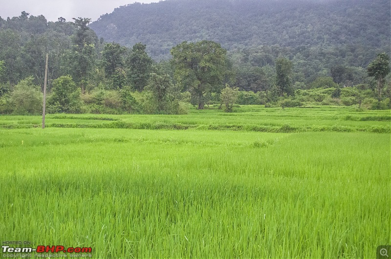 A Monsoonal Symphony in Netarhat-_dsc1942.jpg