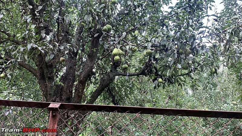 When I met Kashmir-pear-trees.jpg
