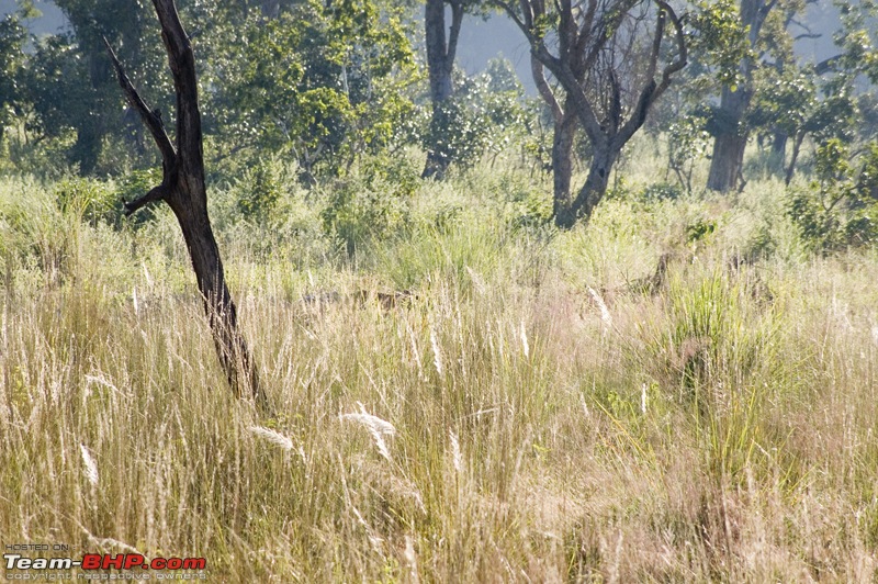 A Trip to Jim Corbett-dsc_5224.jpg