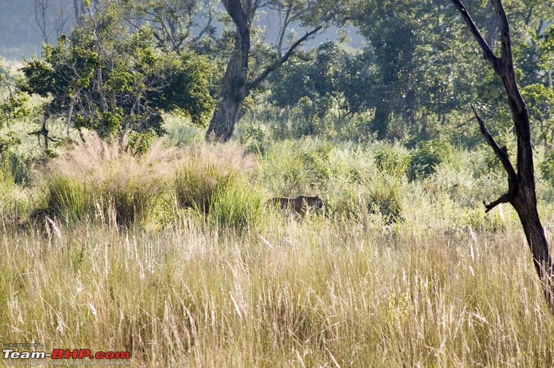 A Trip to Jim Corbett-dsc_5223.jpg