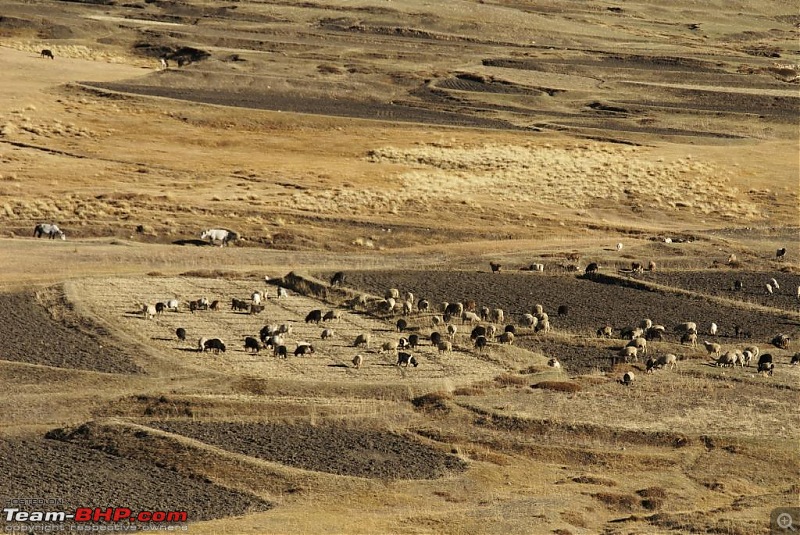 The Himachal Tribal Circuit - 2009-r_07-langza-pastures.jpg