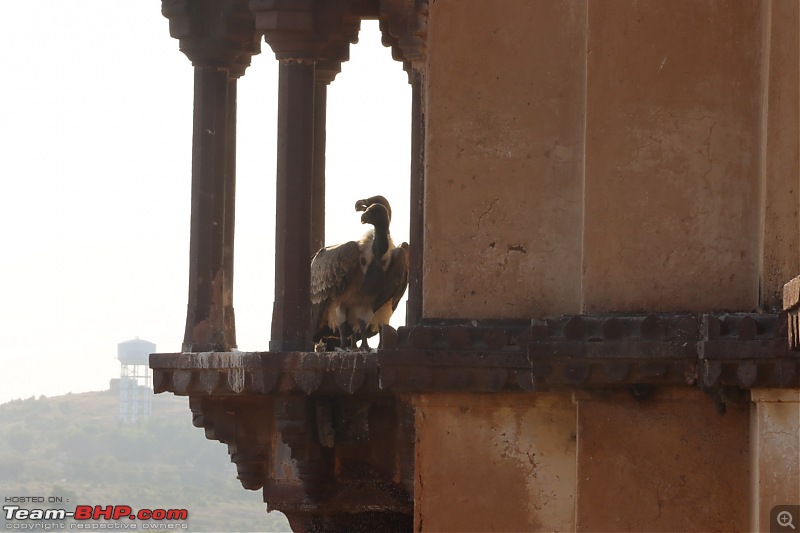 Bundelkhand Chronicles - Chasing History and Wildlife from Calcutta-91e35e452b2d4a68a77631817a931c77.jpeg