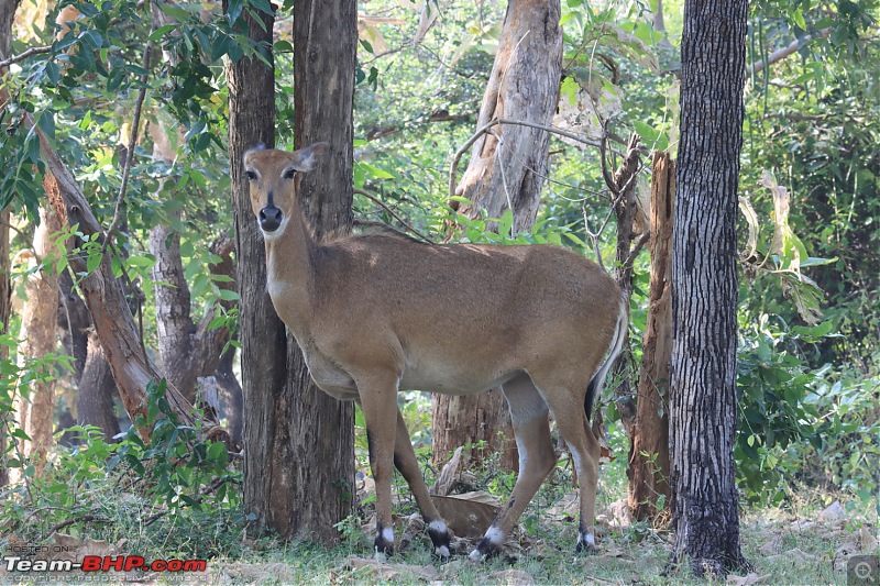 Bundelkhand Chronicles - Chasing History and Wildlife from Calcutta-9feed3db0cf5443895d308b1944d0a98.jpeg