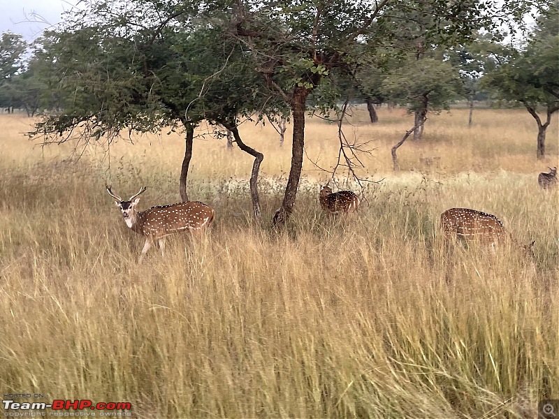 Bundelkhand Chronicles - Chasing History and Wildlife from Calcutta-cf7789d6801d45b988f992919c5c1236.jpeg