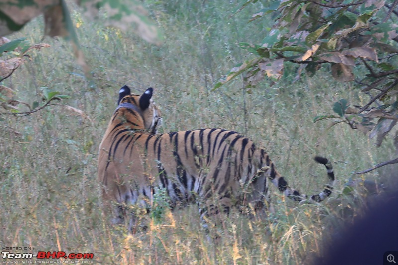 Bundelkhand Chronicles - Chasing History and Wildlife from Calcutta-1190e7022b6a4ceaaa1643122a78593b.jpeg