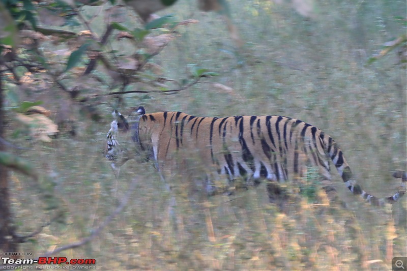 Bundelkhand Chronicles - Chasing History and Wildlife from Calcutta-bbeae50202fb44239354ac92f0a4353f.jpeg