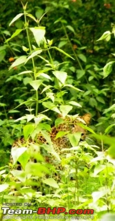 A Trip to Jim Corbett-leopard.jpg