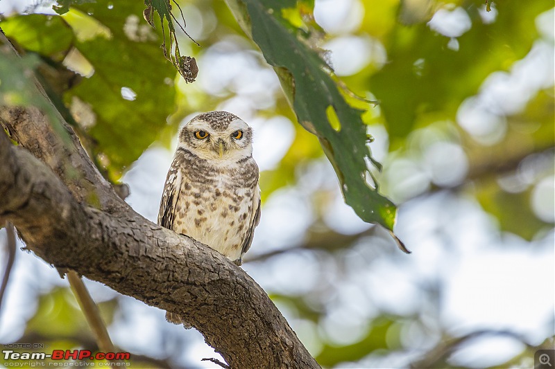 Roadtrip | Mumbai - Gir - Daman | Road Condition | Travel Experience | Pictures-birdsofgir_owl.jpg