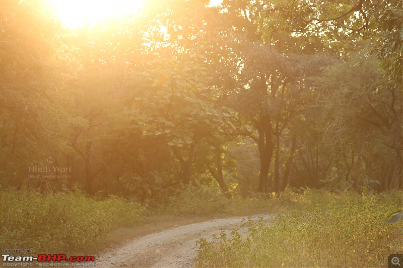 Roadtrip | Mumbai - Gir - Daman | Road Condition | Travel Experience | Pictures-girsafari_sunset.jpg