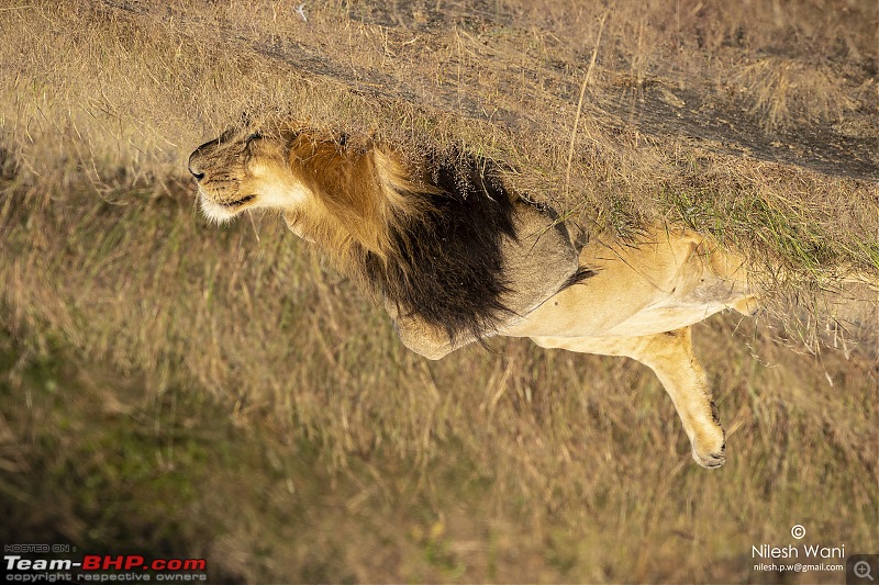 Roadtrip | Mumbai - Gir - Daman | Road Condition | Travel Experience | Pictures-animalsof-giz_lion.jpg