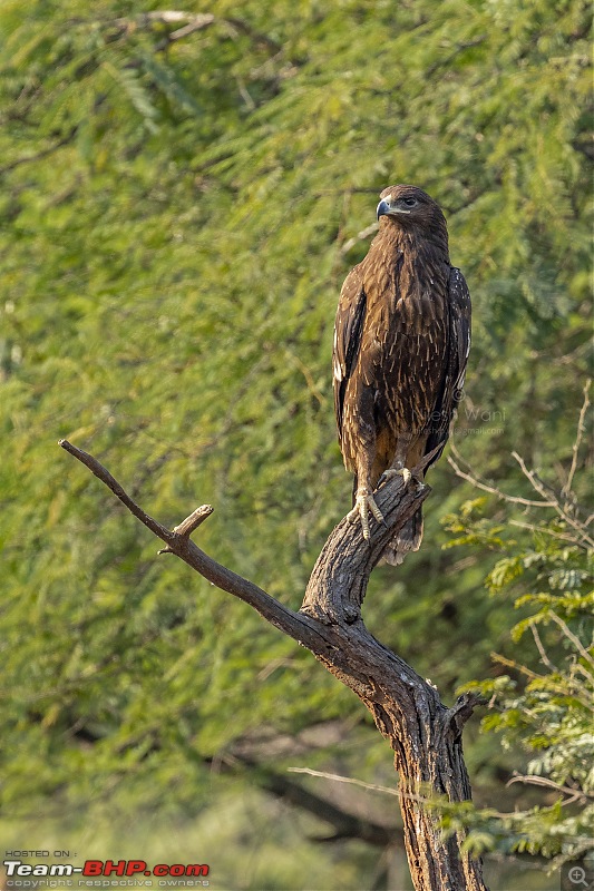 Roadtrip | Mumbai - Gir - Daman | Road Condition | Travel Experience | Pictures-birdsof-giz_eagle2.jpg