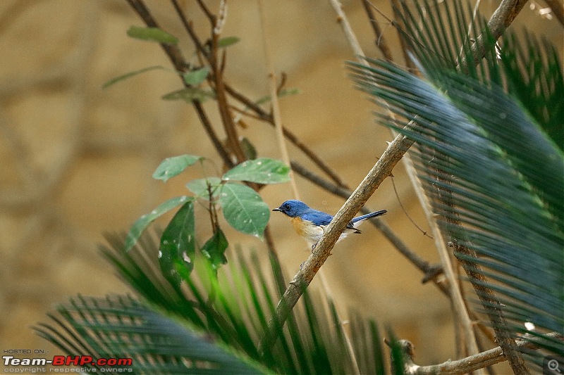 Roadtrip | Mumbai - Gir - Daman | Road Condition | Travel Experience | Pictures-fern-bird-orange-neck.jpg