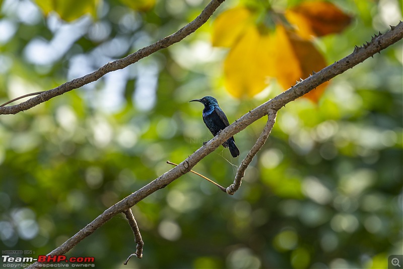 Roadtrip | Mumbai - Gir - Daman | Road Condition | Travel Experience | Pictures-fern-humming-bird.jpg