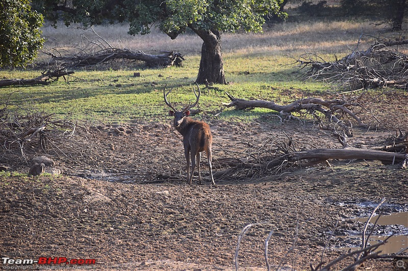 Pre-winter drive to Ranthambore-dsc_0217_adjusted.jpg