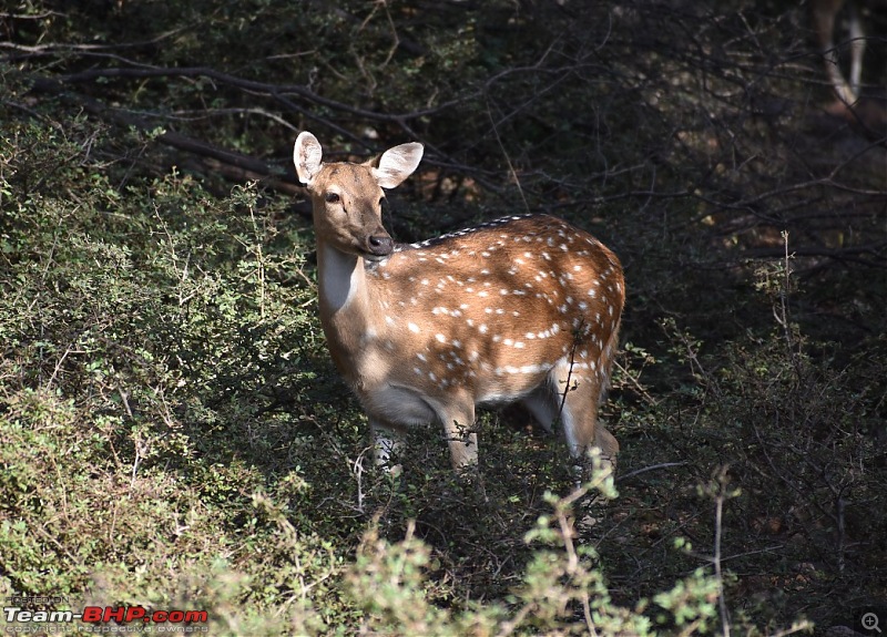 Pre-winter drive to Ranthambore-dsc_0174.jpeg