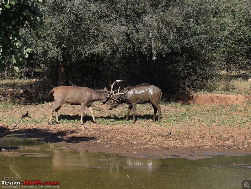 Pre-winter drive to Ranthambore-dsc_0147.jpeg