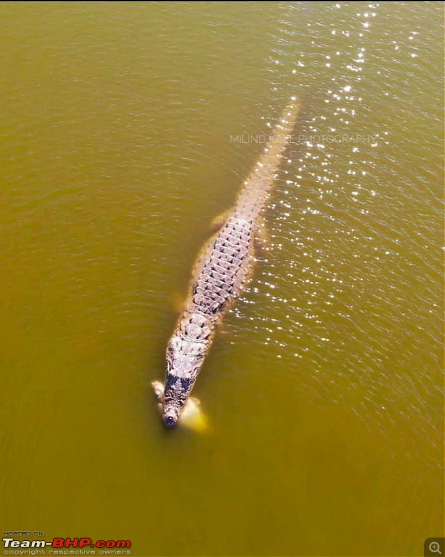 Bangalore to Rajasthan in a Jeep Compass-croc.jpeg