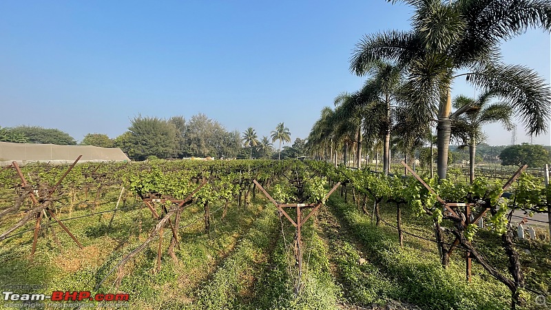 A memorable road-trip to Sula Vineyards-68.jpeg