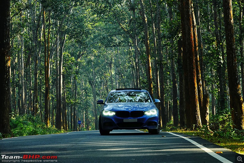 A Road Trip to Assam, Arunachal and Meghalaya in a BMW 330i GT-tall-trees-1.jpg