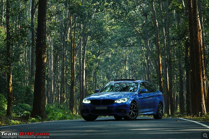 A Road Trip to Assam, Arunachal and Meghalaya in a BMW 330i GT-tall-trees-2.jpg