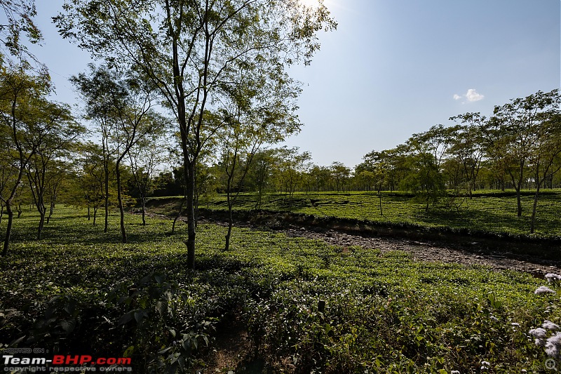 A Road Trip to Assam, Arunachal and Meghalaya in a BMW 330i GT-tea-garden-2.jpg