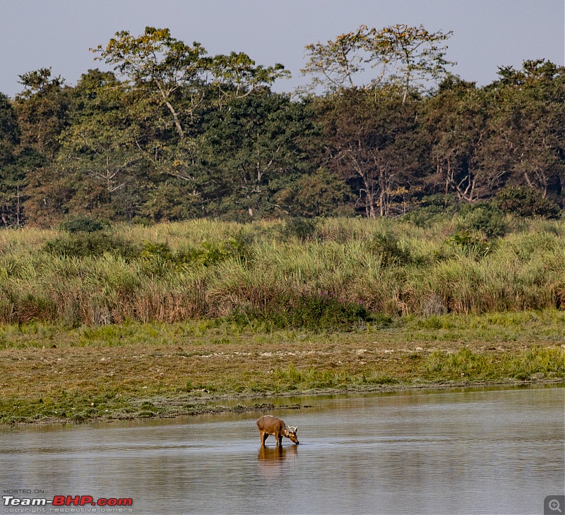 A Road Trip to Assam, Arunachal and Meghalaya in a BMW 330i GT-deer-1.jpg