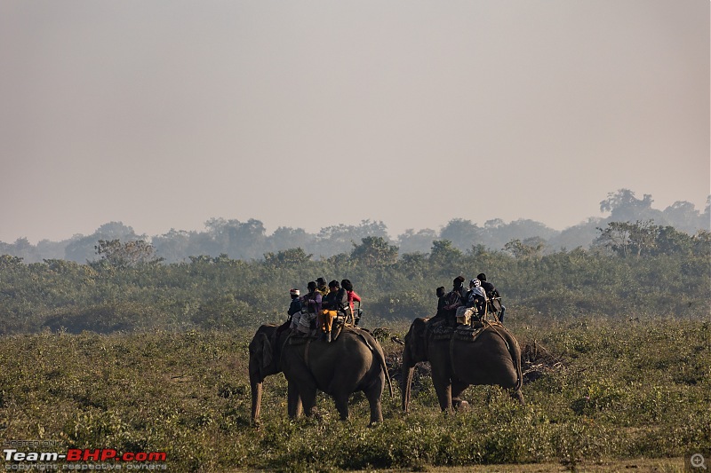 A Road Trip to Assam, Arunachal and Meghalaya in a BMW 330i GT-elephant-safari.jpg