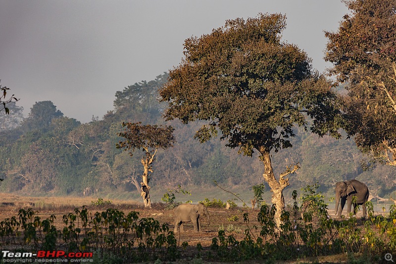 A Road Trip to Assam, Arunachal and Meghalaya in a BMW 330i GT-elephants.jpg