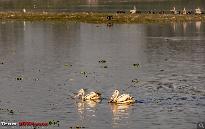 A Road Trip to Assam, Arunachal and Meghalaya in a BMW 330i GT-pelicans.jpg