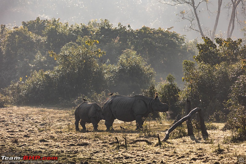 A Road Trip to Assam, Arunachal and Meghalaya in a BMW 330i GT-rhino-5.jpg