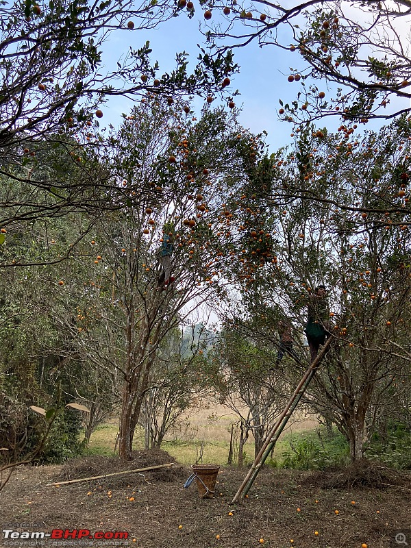 A Road Trip to Assam, Arunachal and Meghalaya in a BMW 330i GT-oranges-being-plucked.jpg