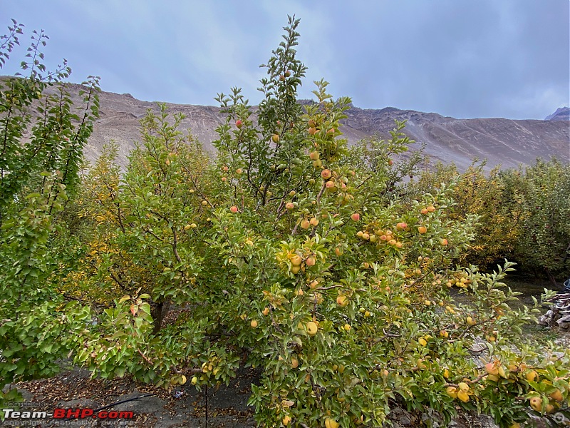 Jeepers' tryst with Spiti Valley-apple-orchard-tabo.jpg