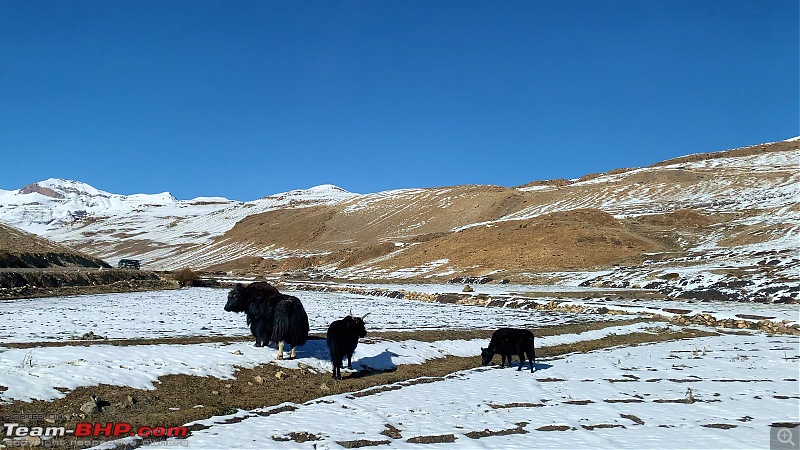 Jeepers' tryst with Spiti Valley-yaks-kibber.jpg