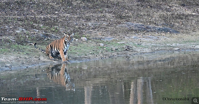 Fantastic Felines - Quick trip to Kabini-f2.jpg