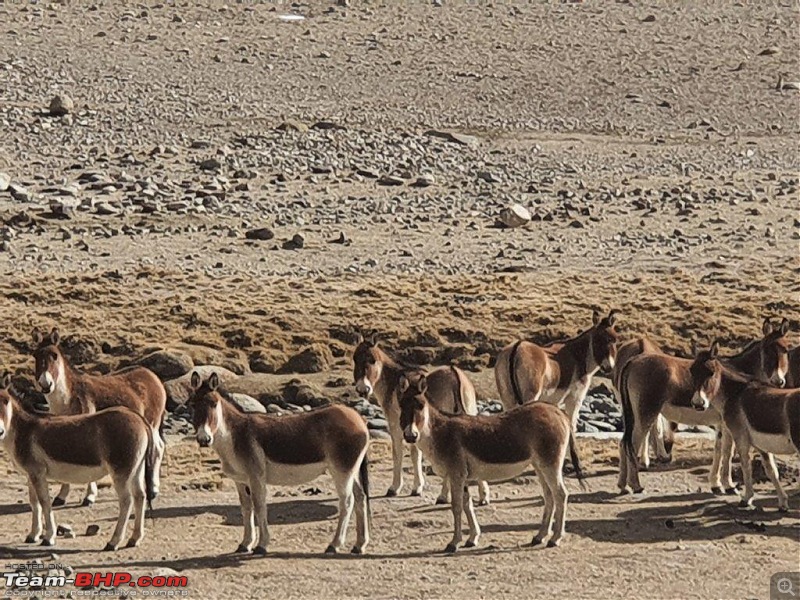 Ladakhi Winter in an Automatic Petrol Thar-20220120_103406.jpg