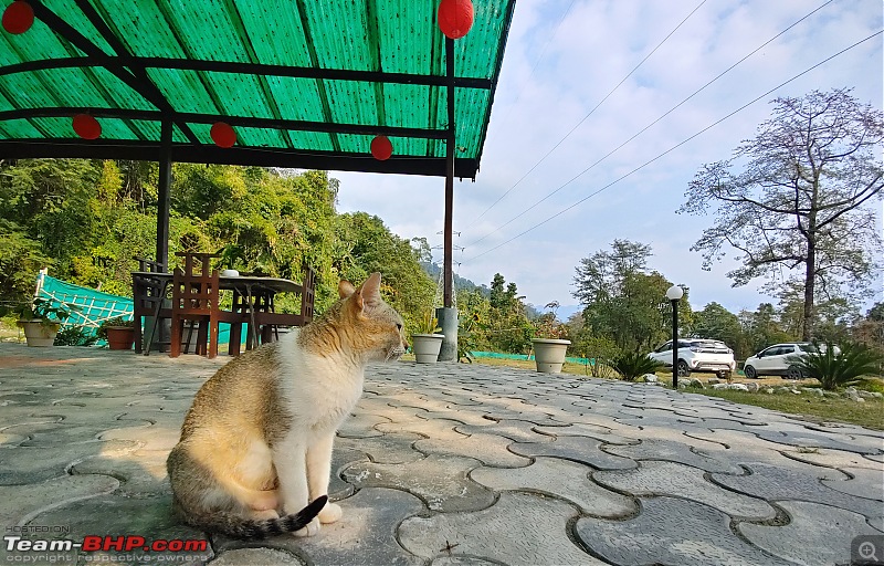 A day long drive in Arunachal Pradesh-lunch-cat.jpg